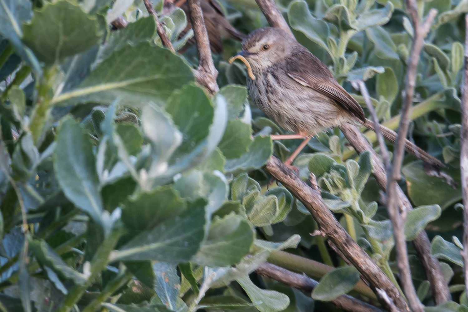 Prinia du Karoo (Karoo prinia, Prinia maculosa), adulte apportant un vermisseau à ses juvéniles, Strandfontein sewer works